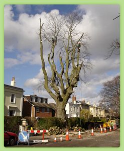 Contact Cheltenham Trees