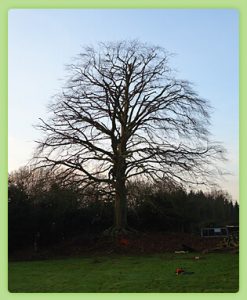 Tree Crown Reduction