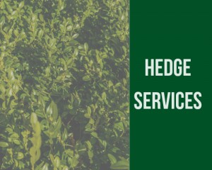 hedge services gloucestershire