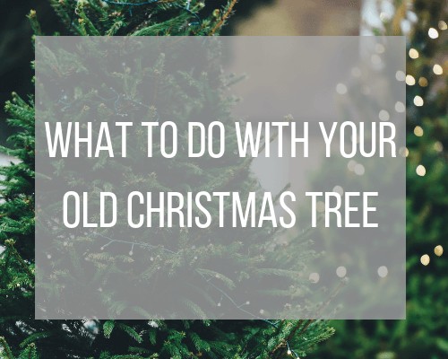 what to do with your old christmas tree