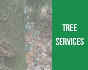 tree services gloucestershire