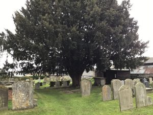 tree in graveyard