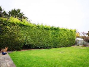 hedge maintenance