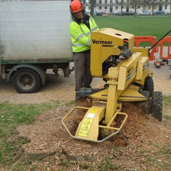 Large stump removal at Montpellier Park