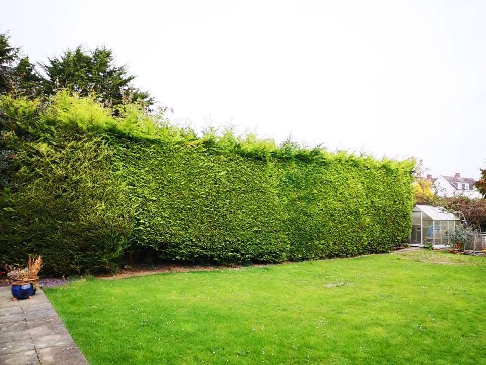 Before-Hedges