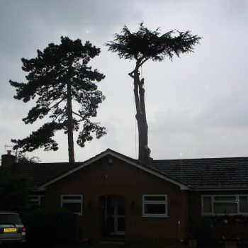 Cedar - With the top left to remove