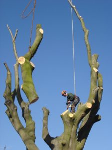 Large branch removal with crane