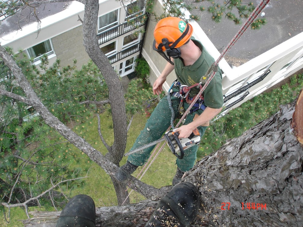 branch removal from a tall tree next to the building